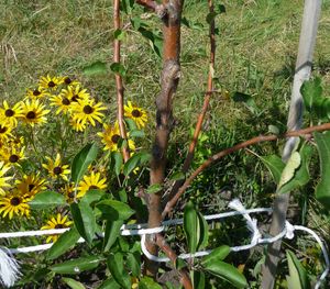 Converting an apple tree orchard with brown-eyed susan 