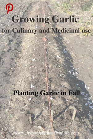Growing Garlic by planting garlic in fall - Pinterest link