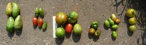 canning tomatoes - tomato varieties