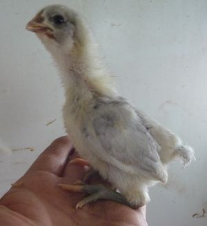 Jersey Giant chick at hatch from incubating chicken eggs