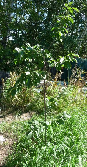 Converting an apple tree orchard - brook red plum
