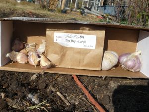 Growing garlic - big boy garlic variety
