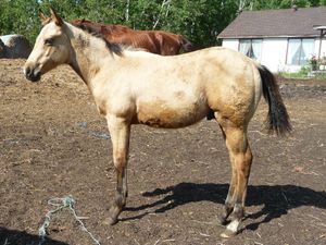 My why - the first foal can be part of spring while homesteading