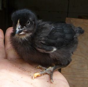 Hatching chicken eggs - amerecauna cross barnyard mix