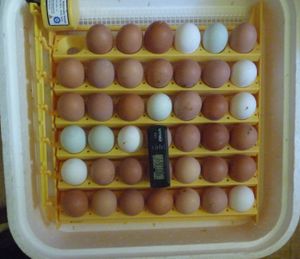 Incubating chicken eggs - hygrometer in incubator
