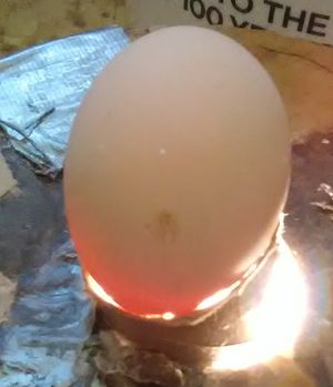 Incubating chicken eggs - candling of a fertilized egg