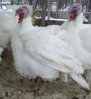 incubating for self sufficient homestead with pastured turkeys