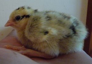Hatching chicken eggs - chick 3