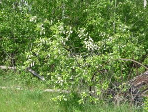 Establishing an orchard with naturalized hay rake