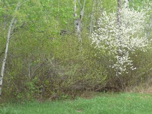 My why - the first blooms of spring are beauty for those homesteading