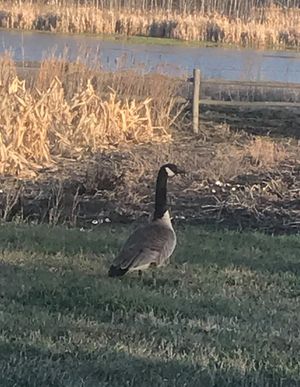 Photo of Canada Goose along essential water of dugout