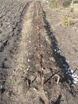 Growing garlic - planting garlic in fall