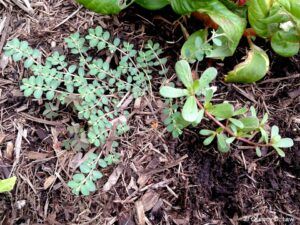 Common purslane - Perdue university picture of prostrate spurge and common purslane