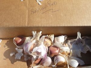 Growing garlic Russian Red garlic prepared for planting garlic
