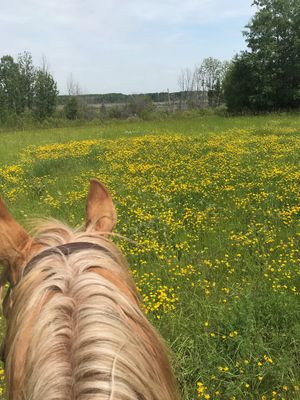 My why - what's to like about homesteading - riding in nature