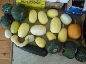 canning tomatoes - curing squash harvest