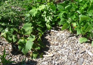 converting an apple tree orchard - beta grape