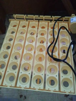 Incubating chicken eggs using automatic egg turner