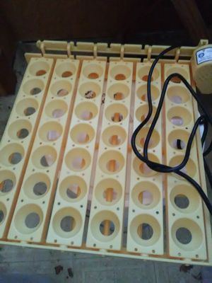 Photo of egg turner for incubating eggs