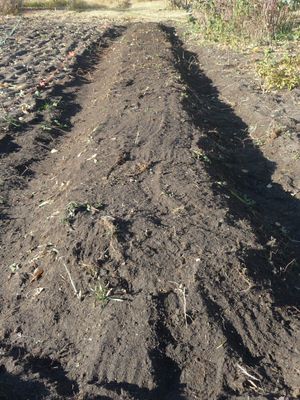 Growing garlic by mounding soil for planting garlic in fall