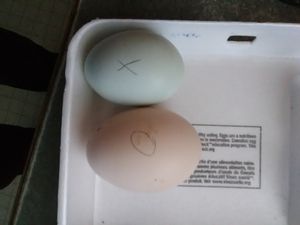 Photo showing marking of eggs