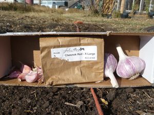 Growing garlic - Chesnok garlic variety