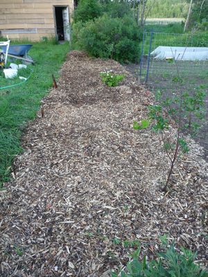 Planting an orchard - back to eden gardening method