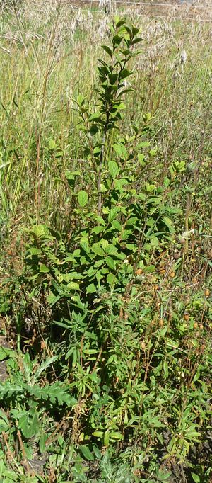 Converting an apple tree orchard - Nanking Cherry