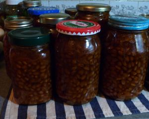 Pressure canned vegan beans reusing odd shaped glass jars and reusing canning lids