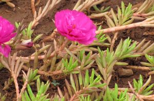 Common Purslane look a like - picture by Go Botany of moss roses