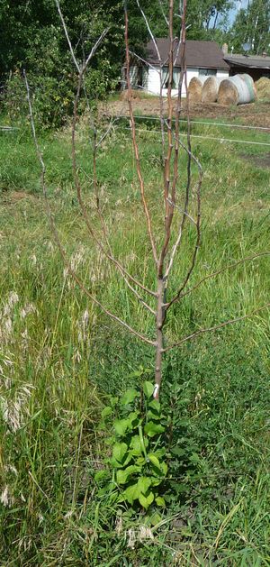 Converting an Apple tree orchard - Golden spice pear