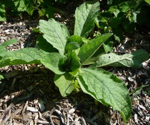 Home remedies with herbal remedies and mullein plant
