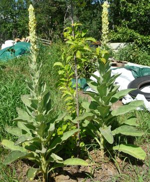 Herbal remedies with mature mullein plant