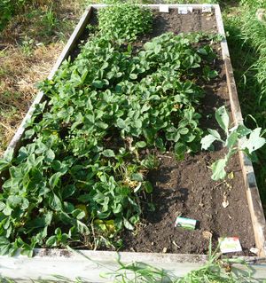 Fall planting of greens