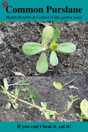 Common Purslane link to Pinterest