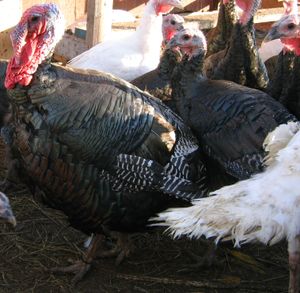 Photo of ridley bronze turkeys for incubation for self sufficient homestead