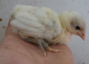 Incubation for self sufficient homestead - ameraucana chick