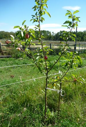 Converting an apple tree orchard - Norland apple