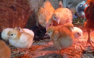 Hatching chicken eggs combining new chicks