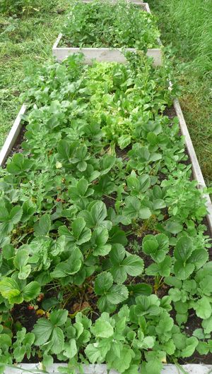 container gardening - strawberries