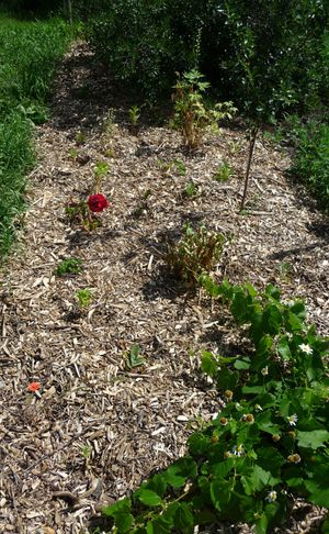 Back to eden update - flower bed looking east