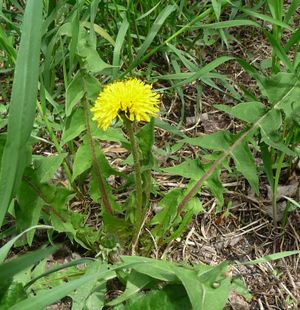 Photo of edible wild greens dandelion plant and flower