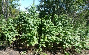 Establishing an orchard - raspberry patch