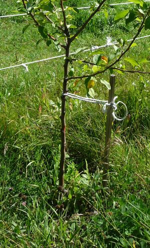 Planting an orchard - staking of fruit tree