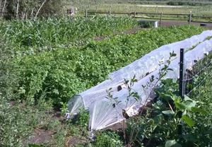 The potato patch of determinate and indeterminate varieties