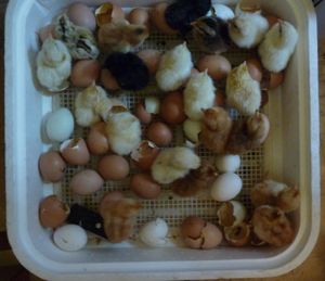 Hatching chicken eggs resulted in 20 live chicks