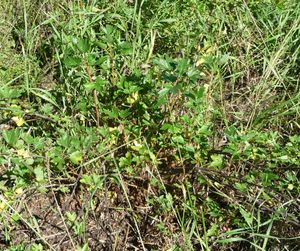 Establishing an orchard - goose berries