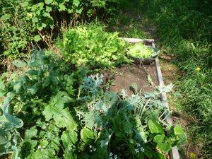 Harvest greens for greens powder