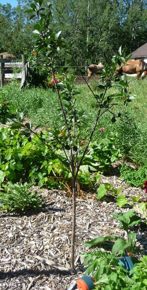 Converting an apple tree orchard - Crimson Passion cherry