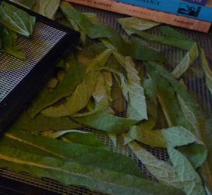 Natural medicine - dehydrating mullein